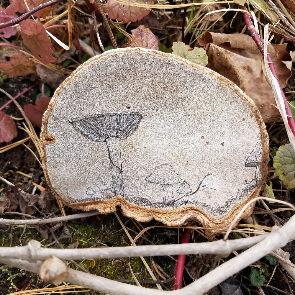 Amanita - Hand Drawn On Bracket Fungus